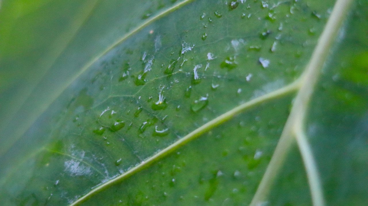 Tecniche di fotografia macro per principianti